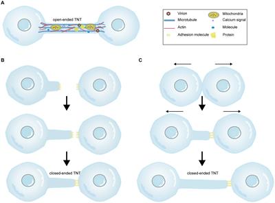 A role for tunneling nanotubes in virus spread